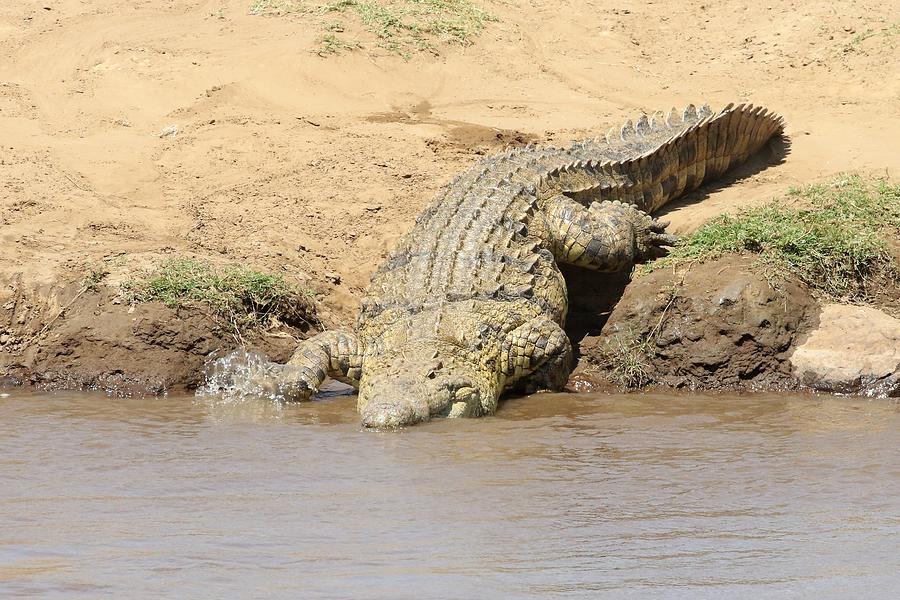 Krokodýl