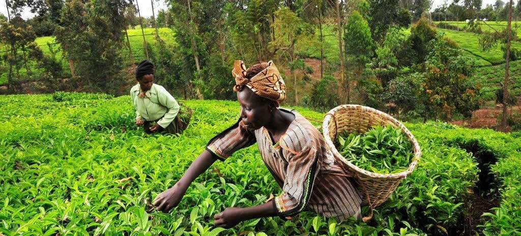 Kenyan Tea